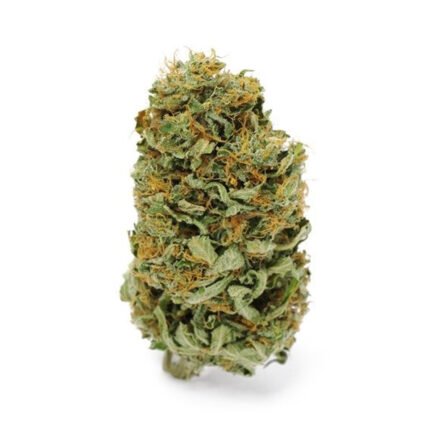 Amnesia Haze kaufen