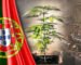 Portugal: Vorteile der Entkriminalisierung von Cannabis