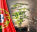 Portugal: Vorteile der Entkriminalisierung von Cannabis