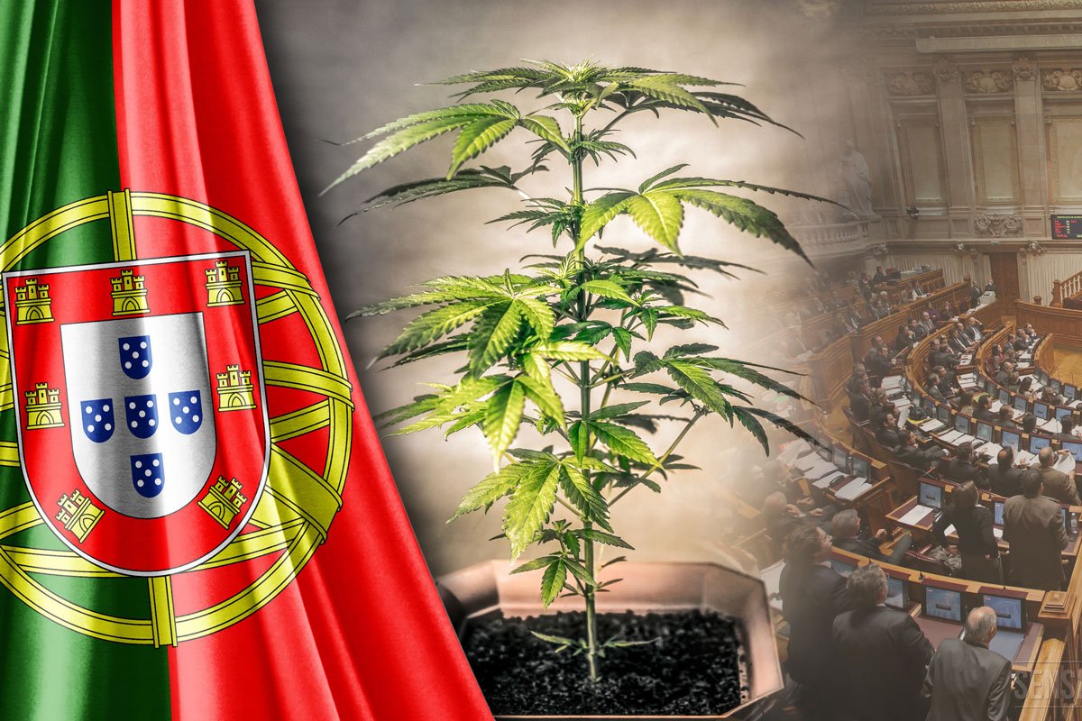 Portugal: Vorteile der Entkriminalisierung von Cannabis