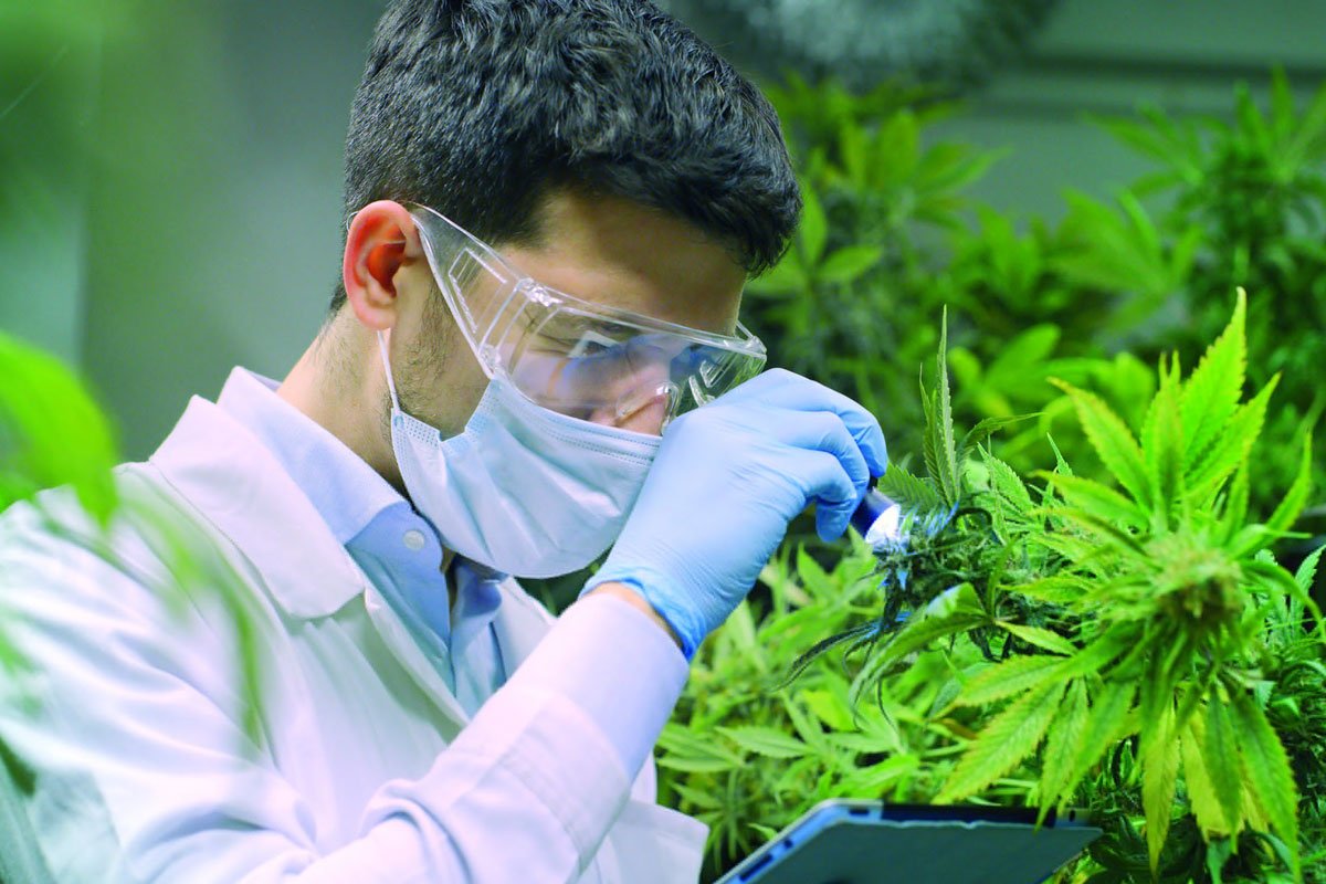 Medizinisches Cannabis Europa Vorschriften